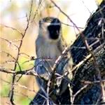 Vervet monkey in a tree